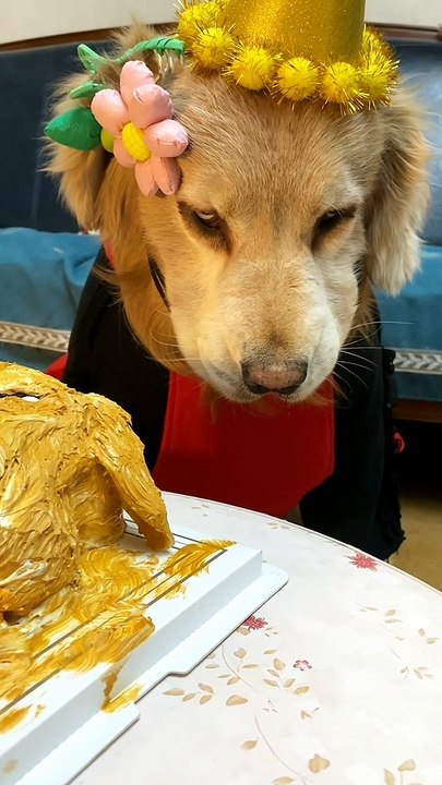 Dog's birthday