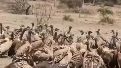 नर्मदापुरम: वन्य क्षेत्र में बढ़ी गिद्धों की संख्या, एसटीआर ने किया वीडियो जारी