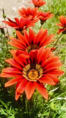 The Gentle Motion of flowers 