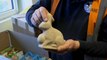 Pâques : des lapins en MDMA interceptés par la douane belge