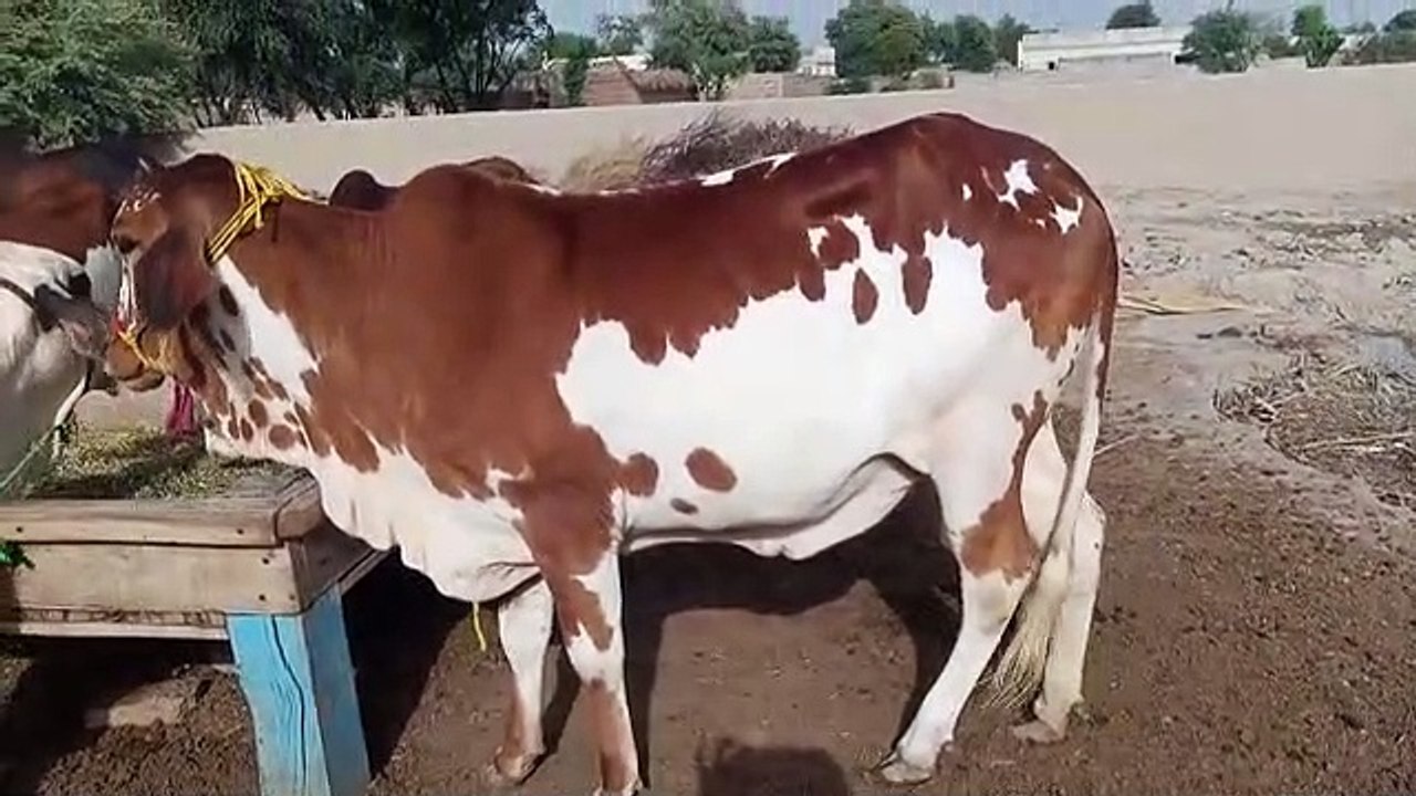 Cow