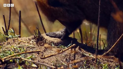 Baboon braves beehive in search for honey - Serengeti - BBC
