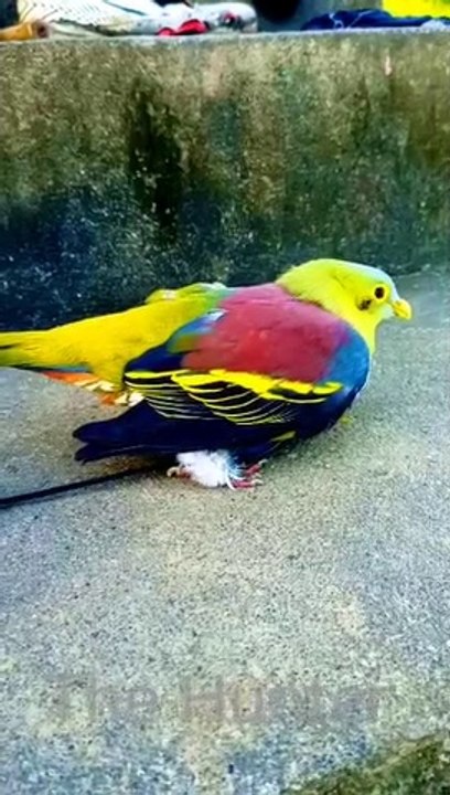 Wow beautiful dove