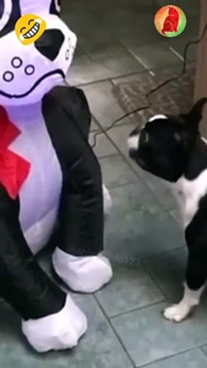 Angry dogs barking funny