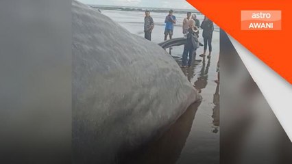 Paus terdampar di Bali ditemui tidak bernyawa
