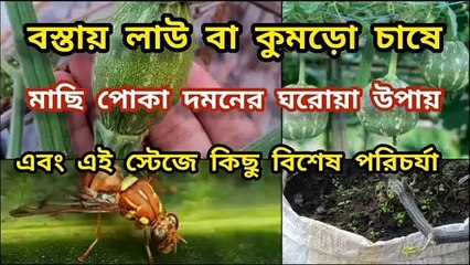 মাছি পোকা দমনের ঘরোয়া পদ্ধতি এবং পরবর্তী পরিচর্যা ।।  Fruit fly Control