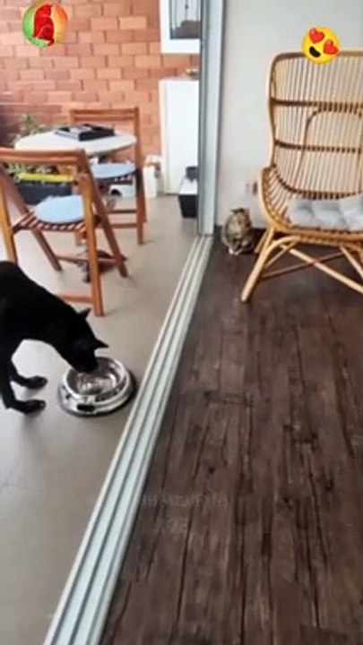 Cats are cute and Funny part-1