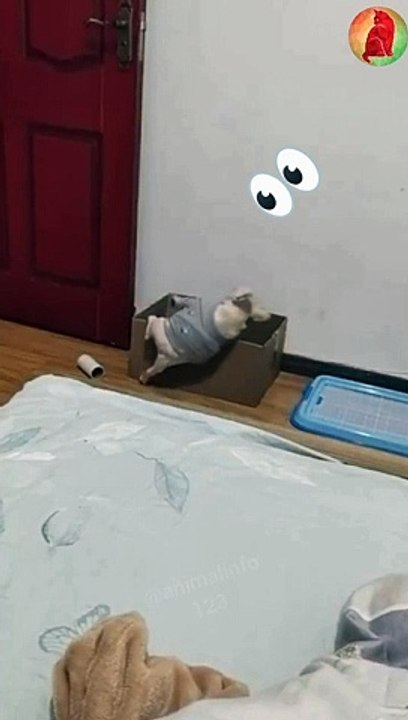 Dogs Funny falling down Part 1
