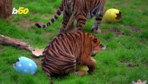 London Zoo Animals are ‘Egg-cited’ for Easter