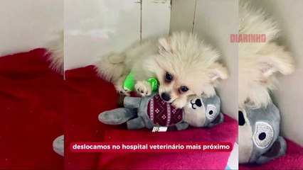 Policial Militar adota doguinho que foi baleado no colo do dono assassinado