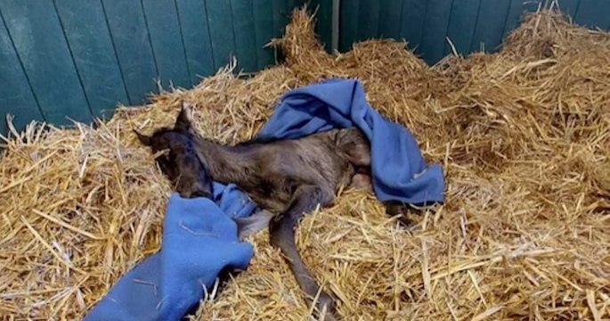 Une jument survit à une opération rare et donne miraculeusement naissance à une pouliche