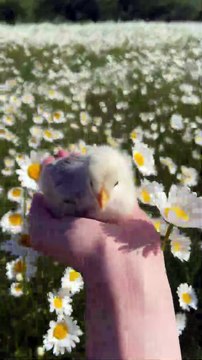 The Most Adorable and Cutest Pets Compilation