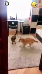 -- Hilarious Karate Showdown - Dog vs. Cat ---- _FunnyPets _shorts(360P)