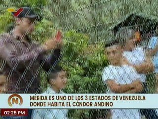 El cóndor de Los Andes es un ave de carroña que habita en el estado Mérida