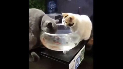 Funniest Pets playing together