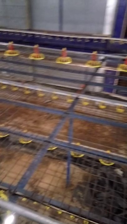 Chiken broiler zero place
