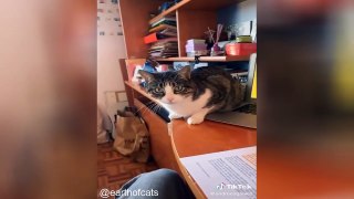 Funny Cats Compilation_1680982298
