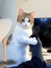 Fun time #catreaction #viral#pets #catsbaby