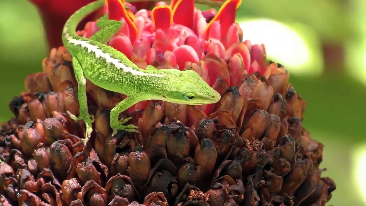 Ultimate Wild Animals Collection in  HD 720p
