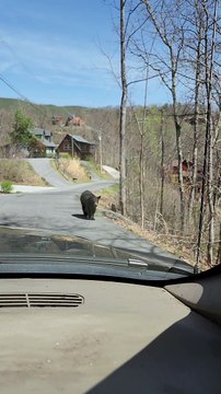 Bear Smells Food Inside the Car