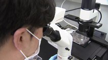 세계 두 번째 '낙산균' 양산 성공...K-바이오, '낙산균 독립 선언'! / YTN