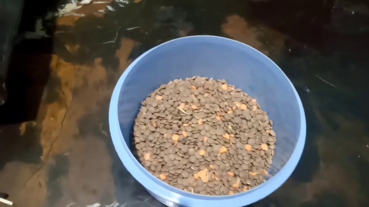 how to make rice and yallow benes with kids Ramadan