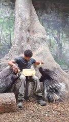Feeding Some Very Large Porcupines