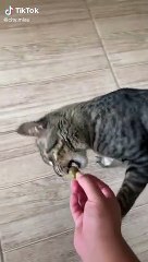 Así reaccionan los gatos con las aceitunas