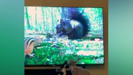 가장 재미있는 동물들  고양이와 개와 함께하는 즐거움 2023  LA #150