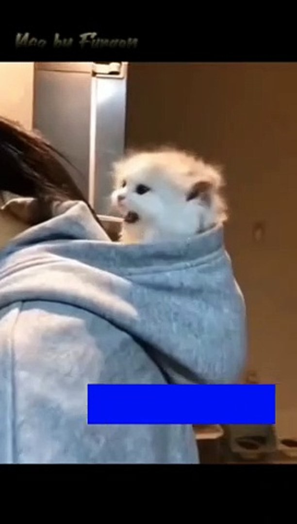 ⁣Cute kittens