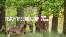 Peach Tree Shadow - Mike Block feat. Folk Physics: Ambient Music, Positive Music, Hope Music