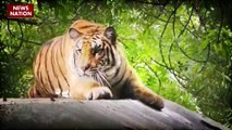 मनुष्य और खुंखार बाघ के टकराव का वीडियो सोशल मीडिया वायरल हो रहा है