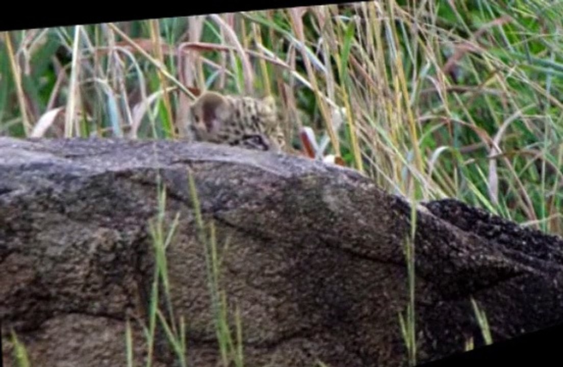 Savage Kingdom S01 E01