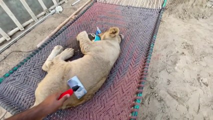 Fasa Ko Aj New Collar Belt Or Chain Phna Di