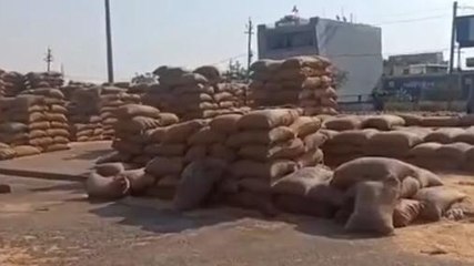 रायसेन: बैमौसम बारीश से कृषि उपज मंडी में रखा 3000 कुंटल गेहूं भीगा