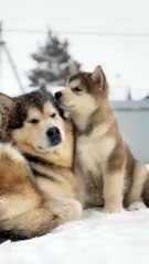 adorable ❤️ _ Alaskan malamute _ shorts