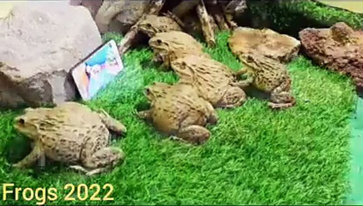 Frog watching mobile Funny