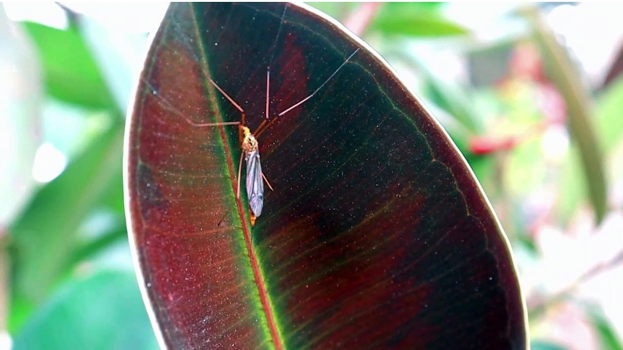 Health Nest /Dengue Fever Symptoms' Diagnosis 'Treatment' Complications?How to Prevent Dengue?