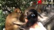 Funny and Cute Monkey Videos Compilation P8 - Monkey videos