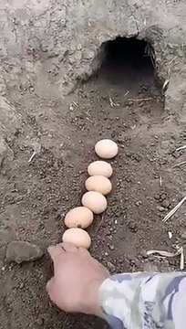 RABBIT OMG Animals SOO Cute AWW Cute baby animals CUTEST moment of the Animal Planet