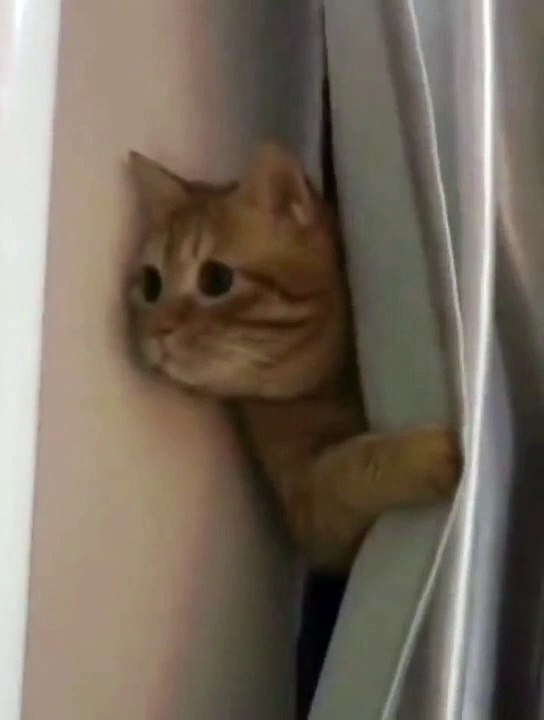 Cats Funny Compilation |Cats Funny Moments | Cute Pets | Funny Animals #animals #pets #cats #cats