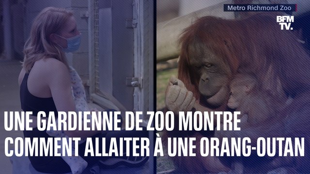 États-Unis: une gardienne de zoo apprend à une femelle orang-outan à allaiter…en allaitant elle-même