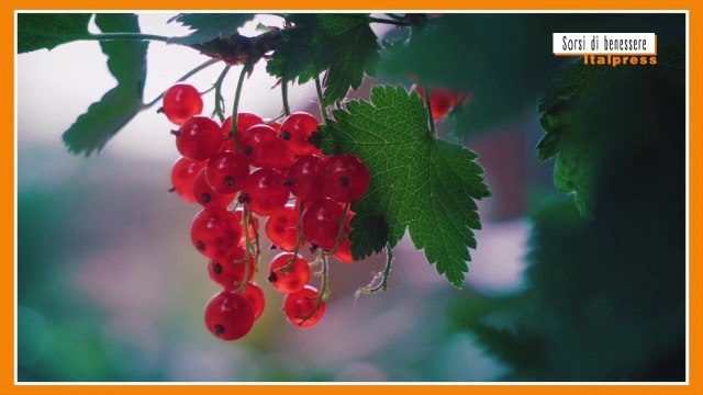 Sorsi di benessere - Un sostituto del caffé? C'è ed è naturale