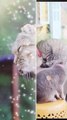 Cute and Lovely Kittens Cats ever Part 5 #shorts _ Viral Cat