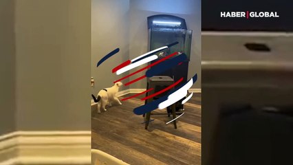 Yanlış hamleyle kendini suda bulan kedi kahkahaya boğdu