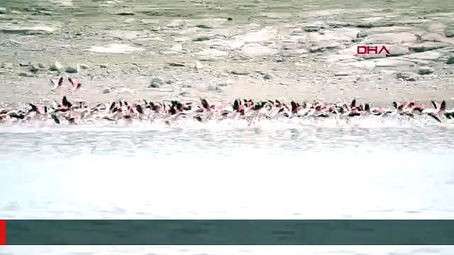 FLAMİNGOLAR, TUZ GÖLÜ'NE KULUÇKAYA GELDİ