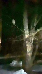 Owl Tries to Grab Parrot Through Window