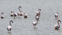 Flamingolar Tuz Gölü’ndeki evlerine geldi