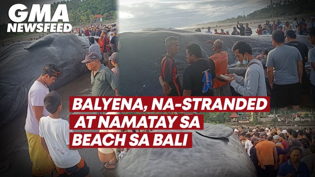 Balyena, na-stranded at namatay sa beach sa Bali | GMA News Feed