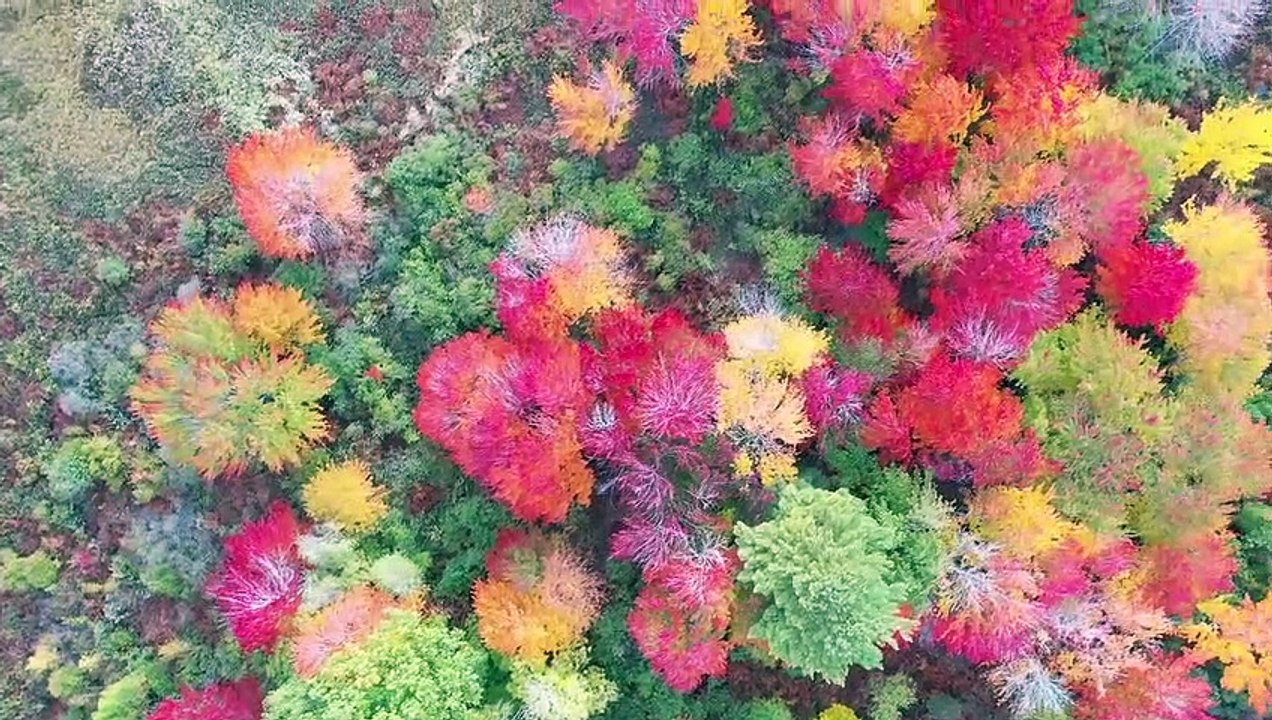 Autumn - Infoanalytics -